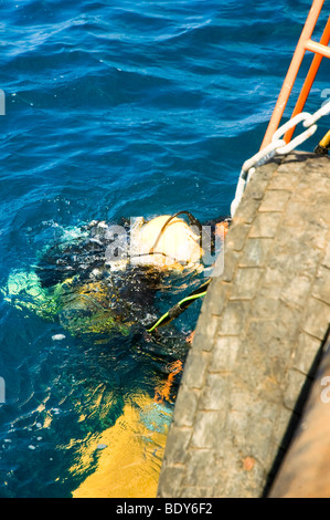 Gewerblicher Taucher aus dem Mittelmeer. Kabel von der Oberfläche liefern Strom für das Licht, Stockfoto