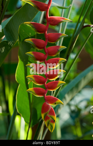 Hängenden Hummergreifer (Heliconia Rostrata), Blütenstand. Stockfoto