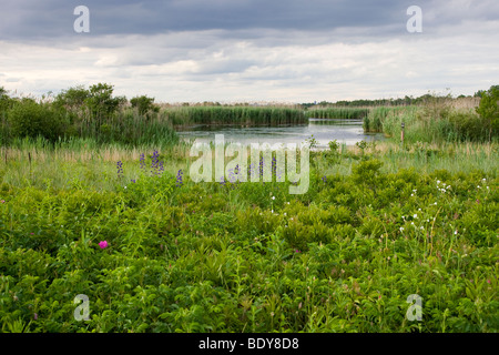 Wildblumen und die West-Teich an der Jamaica Bay National Wildlife Refuge, Queens, New York Stockfoto