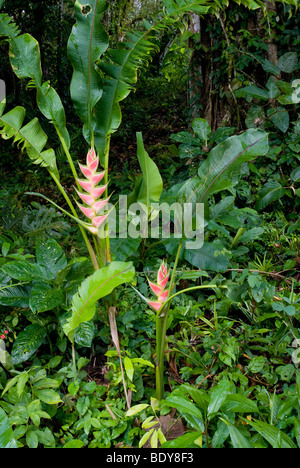 Ostern Heliconia (Heliconia Wagneriana), blühende Pflanze. Stockfoto