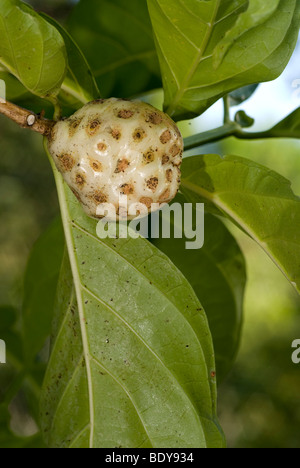 Indian Mulberry, Schmerzmittel (Morinda Citrifolia), Frucht am Baum. Stockfoto