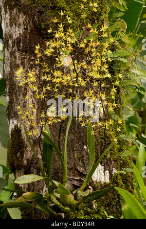 Epiphytischen Orchidee auf einem Baumstamm, La Fortuna, Costa Rica. Stockfoto