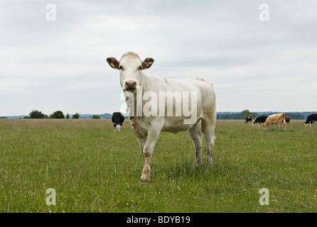 Kuh im Feld Stockfoto