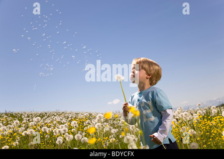 Boy bläst Löwenzahnsamen Stockfoto