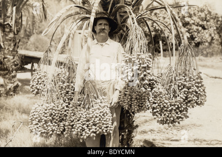 Mann mit Betelnuss Baum Stockfoto