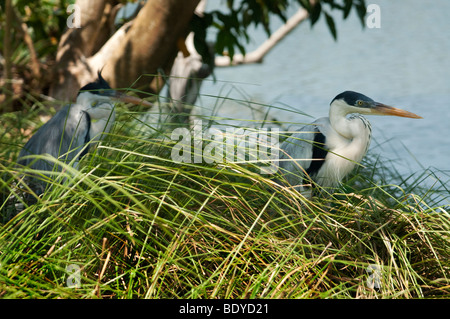 Weiß-necked Reiher (Ardea Cocoi) Stockfoto