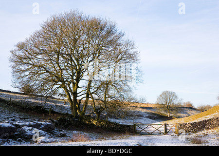 Fußweg zur Monyash durch Ricklow Dale an der Spitze der Lathkill Dale in der weißen Spitze in Derbyshire, Stockfoto