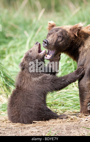 Grizzly Bear Cub spielen, Kratzen mit Mutter im grünen Rasen in geographischen Bay Katmai Nationalpark Alaska USA North America Stockfoto