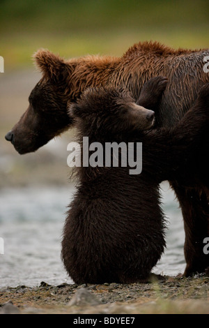 Grizzly Cub umarmt ihre Mutter in geographischen Bay Katmai Nationalpark Alaska uns Nordamerika Stockfoto
