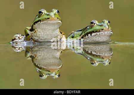 Wasserfrösche (Rana Esculenta, außer kl. Esculentus) mit Reflexion Stockfoto