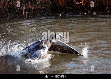 Weißwangengans (Branta Leucopsis) im Wasser plantschen Stockfoto