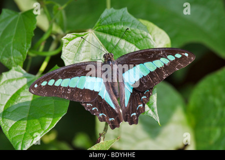 Gemeinsame Zusammenarbeit, Graphium Sarpedon luctatius Stockfoto