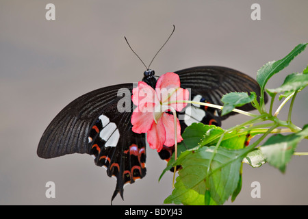 Gemeinsamen Rose Schmetterling, Pachliopta Aristolochiae Asteris auf impatiens Stockfoto