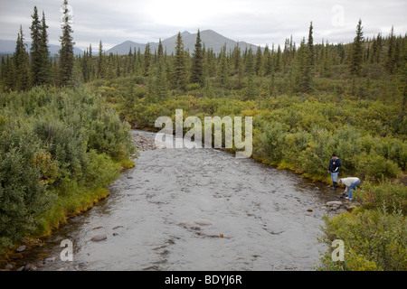 Eine Frau in einem Bach in der Nähe des Denali Highway in der abgelegenen Wildnis östlich vom Denali National Park Goldwaschen. Stockfoto