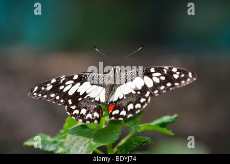 Lime Butterfly, Papilio Demoleus malayanus Stockfoto