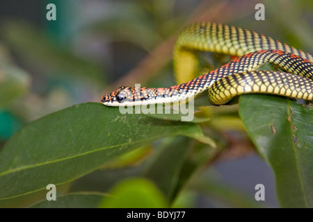 Paradies-Baum-Schlange, Chrysopelea paradisi Stockfoto