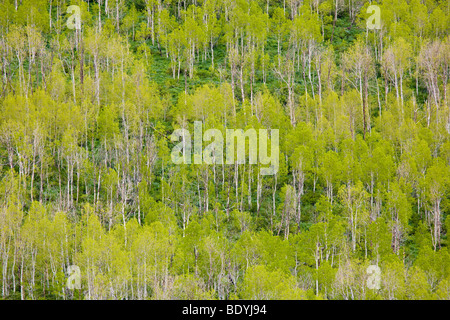 Amerikanischen Aspen Bäume mit Frühling Laub am Berghang in Utah außerhalb Salt Lake City, Vereinigte Staaten von Amerika Stockfoto