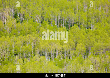 Amerikanischen Aspen Bäume mit Frühling Laub am Berghang in Utah außerhalb Salt Lake City, Vereinigte Staaten von Amerika Stockfoto