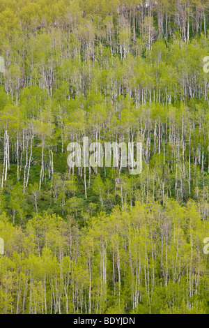 Amerikanischen Aspen Bäume mit Frühling Laub am Berghang in Utah außerhalb Salt Lake City, Vereinigte Staaten von Amerika Stockfoto