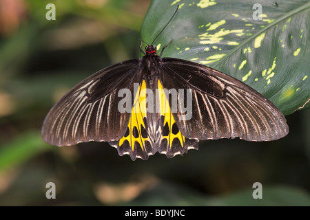 Gemeinsamen Birdwing Schmetterling, Troides Helena cerberus Stockfoto