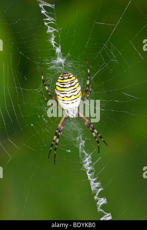 Weiblichen Wespe Spinne (Argiope Bruennichi) im Spinnennetz Stockfoto