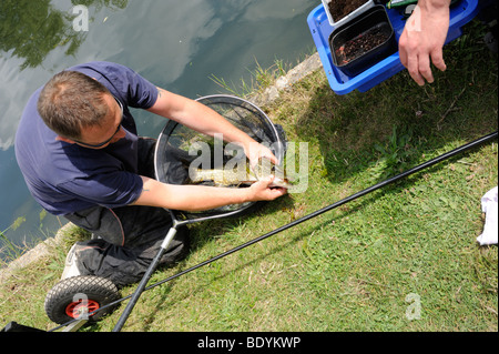 Mann mit Barsch gefangen im Fluss Lea in der Nähe von Broxbourne, London, UK Stockfoto