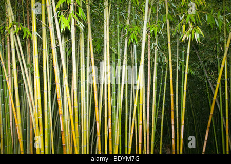 Landschaft der Bambus-Stiele Stockfoto