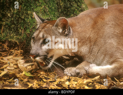 Captive Florida Panther weiblich (Felis Concolor Coryi) Stockfoto