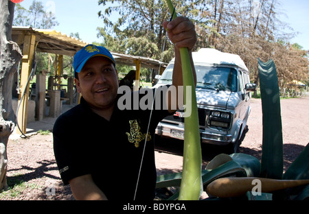 eine mexikanische Mann zeigt Maguey dient zum lokalen Getränk Pulke herzustellen Stockfoto