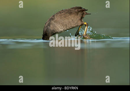 Eurasische Blässhuhn (Fulica Atra) Stockfoto