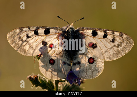 Apollofalter (schon Apollo) Apollo, Baden-Württemberg, Deutschland Stockfoto