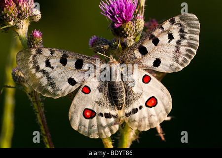 Apollofalter (schon Apollo) Apollo, Baden-Württemberg, Deutschland Stockfoto