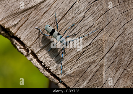 Alpenbock (Rosalia Alpina) Rosalia Art, Erwachsene mit Buchenholz, Schwäbische Alb, Baden-Württemberg, Deutschland Stockfoto