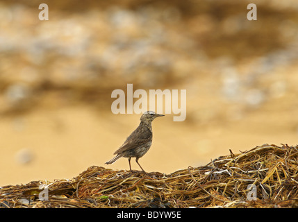 ROCK PIEPER ANTHUS PETROSUS AUF ALGEN IN DER NÄHE VON MEER SOMMER SEAFORD EAST SUSSEX UK Stockfoto