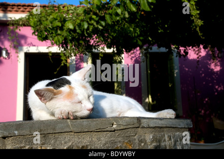 Katze fangen 40 Winks an Wand in der Nachmittagssonne in alte Stadt Alonissos, Griechenland Stockfoto