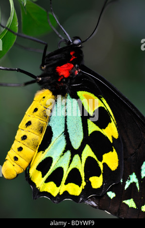 Nahaufnahme der Cairns Birdwing Schmetterling (männlich) Stockfoto