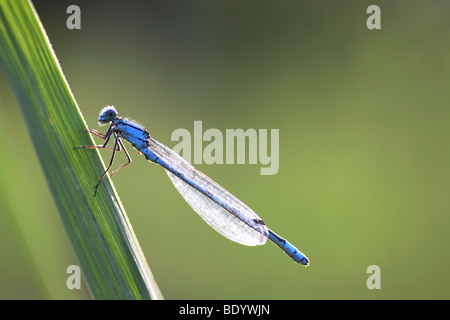 Gemeinsamen Blue Damselfly (Enallagma Cyathigerum) auf einem Reed-Speer Stockfoto