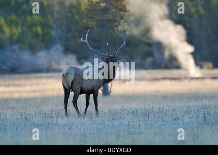 Stier Elch mit Geysir im Hintergrund, West Yellowstone Stockfoto