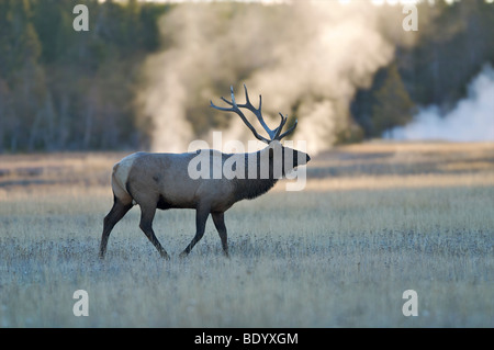 Stier Elch mit Geysir im Hintergrund, West Yellowstone Stockfoto