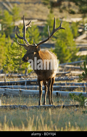 Bull Elk Stockfoto