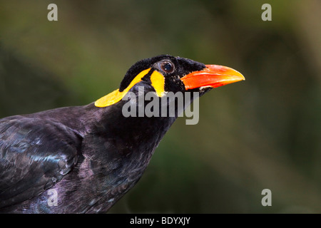 Gemeinsamen Hill Myna, Gracula Religiosa. Stockfoto