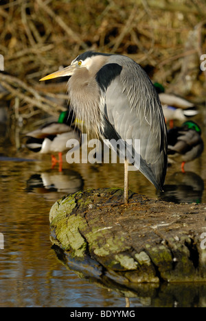 Great Blue Heron, ruht auf einem Baumstamm in einem Teich. Stockfoto