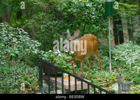 Whitetail Deer, Odocoileus Virginianus, im Garten Blumen Essen. Stockfoto