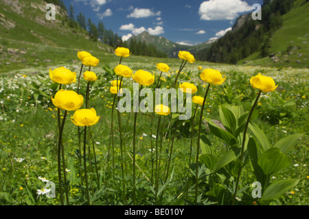 Trollblume (Trollblume Europaeus) in die Berge, Berner Oberland, Schweiz, Europa Stockfoto