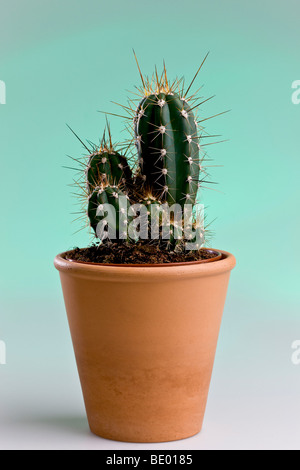 Kaktus in einem Blumentopf Stockfoto
