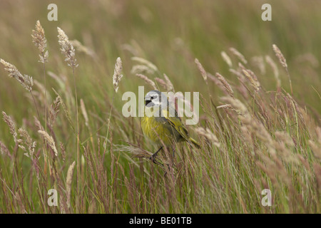 White-gezügelt Finch, Kanarischen geflügelte Finch oder Black-throated Finch (Melanodera Melanodera), Falkland-Inseln Stockfoto