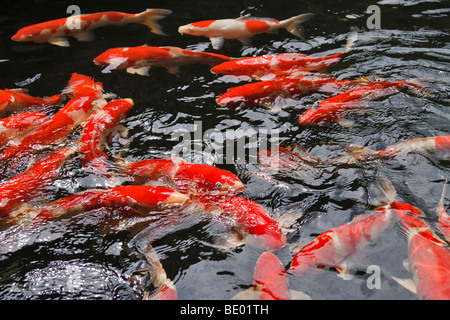 Koi-Teich Stockfoto