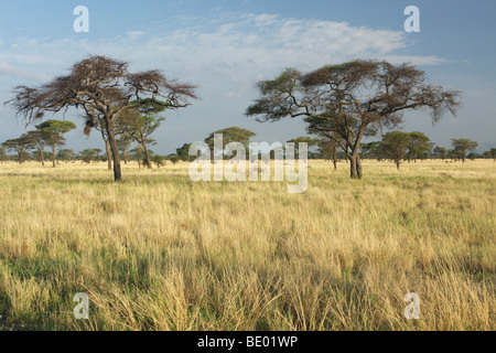 Regenschirm Thorn Akazien (Acacia Tortilis) in Tarangire National Park, Tansania, Afrika Stockfoto