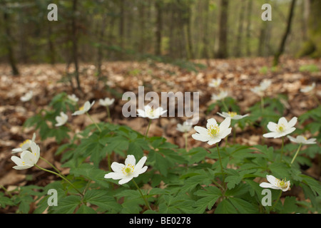 Holz-Anemonen (Anemone Nemorosa) Stockfoto