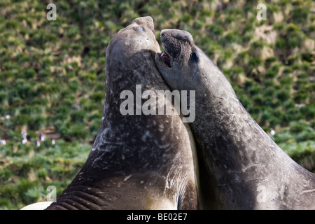 Close Up 2 wütend konkurrierenden Big Fat männlichen Seeelefanten, den Mund offen, erschrocken Körper aufrecht zusammen in South Georgia, Antarktis schiefen Stockfoto